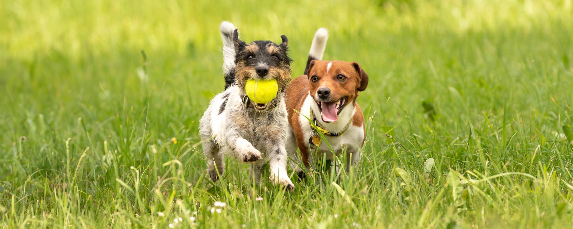 hunde spielen ball mit der richtigen Ernährung den Hund fit halten