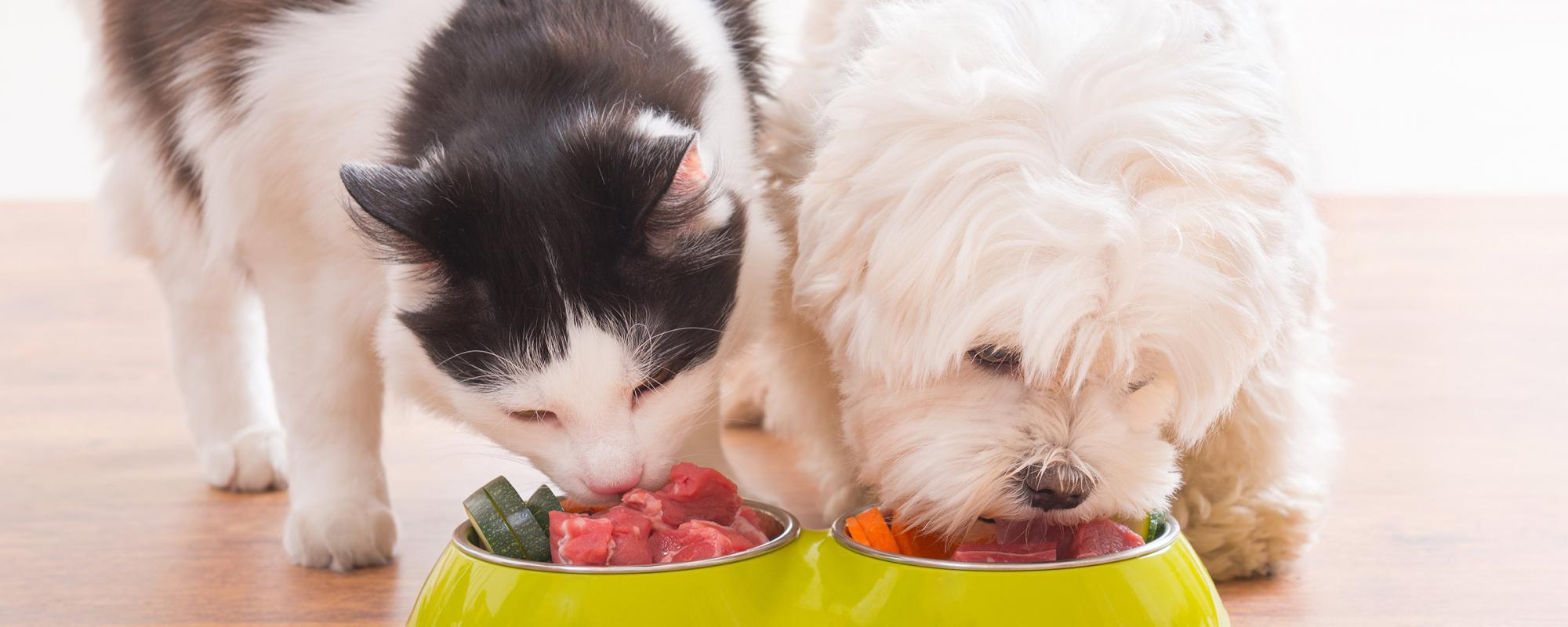 Unterschiede bei der Fütterung von Hunden und Katzen