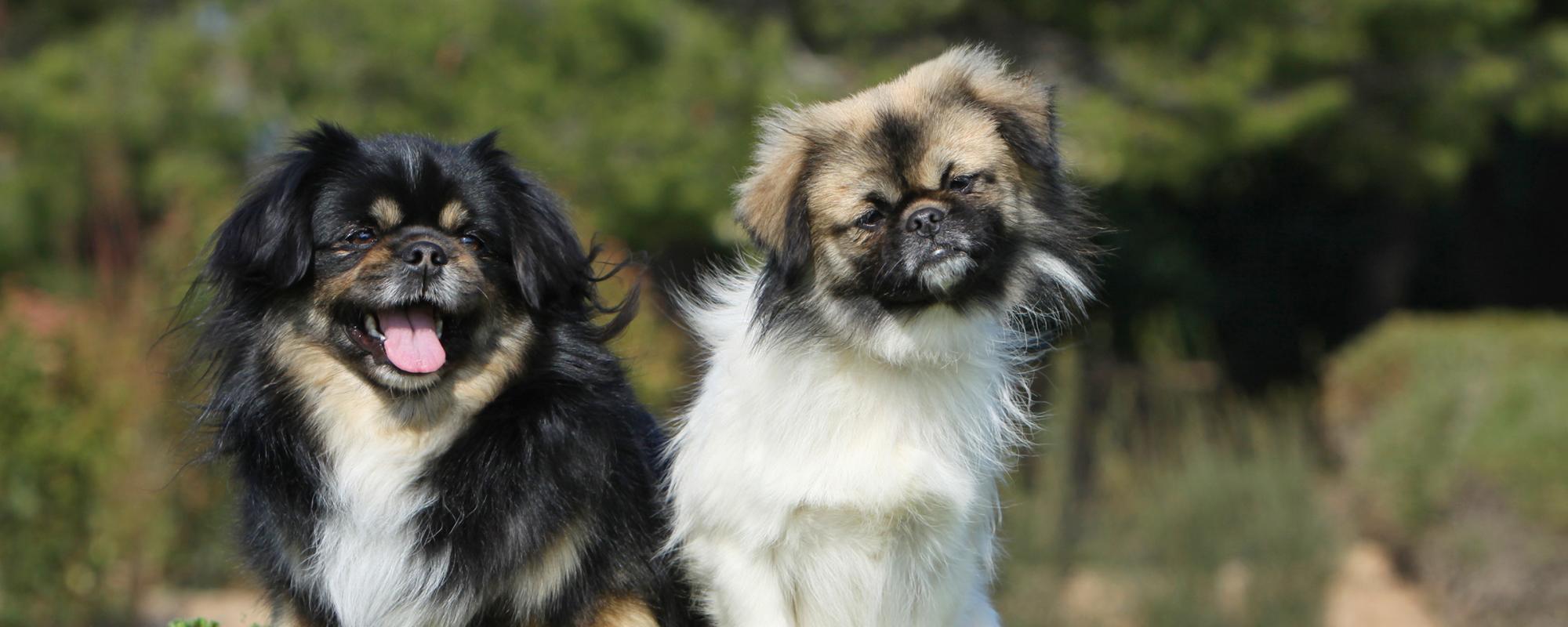 tibetan spaniel