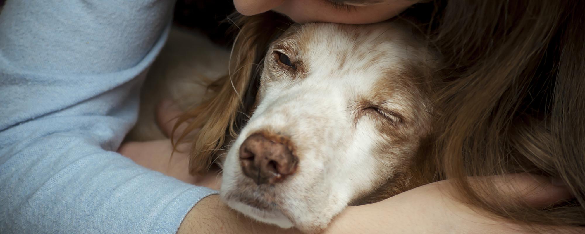 alter hund im arm einer frau der umgang mit alten hunden