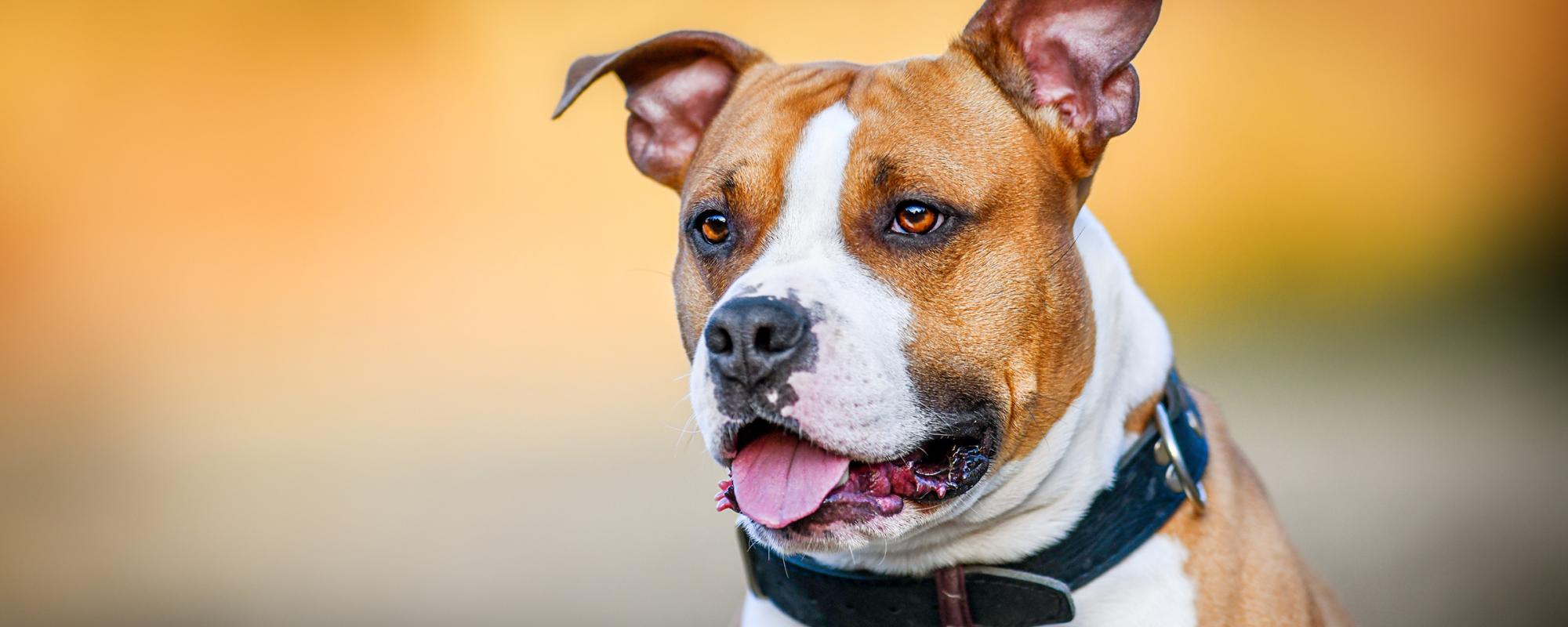 Listenhunde in der Schweiz - Gesetzgebung