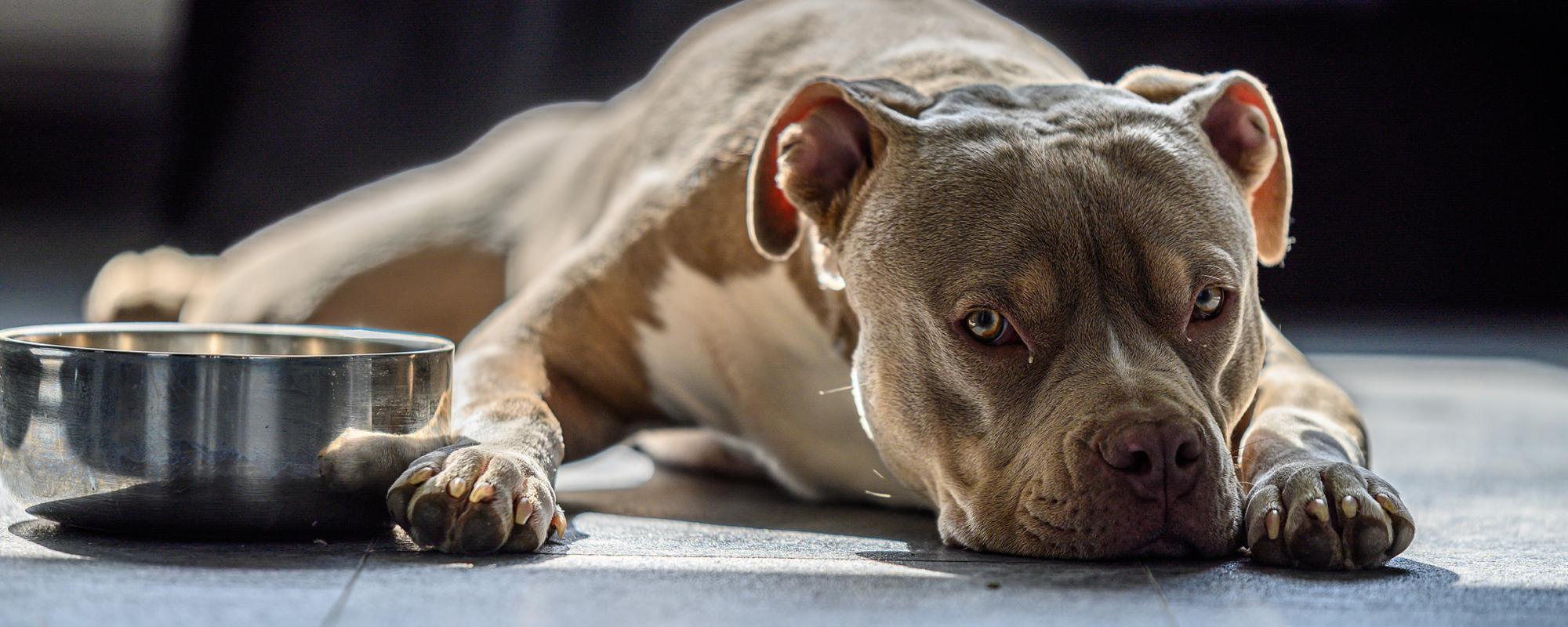 hund-am-futternapf_353883586.jpg durchfallprobleme bei hunden
