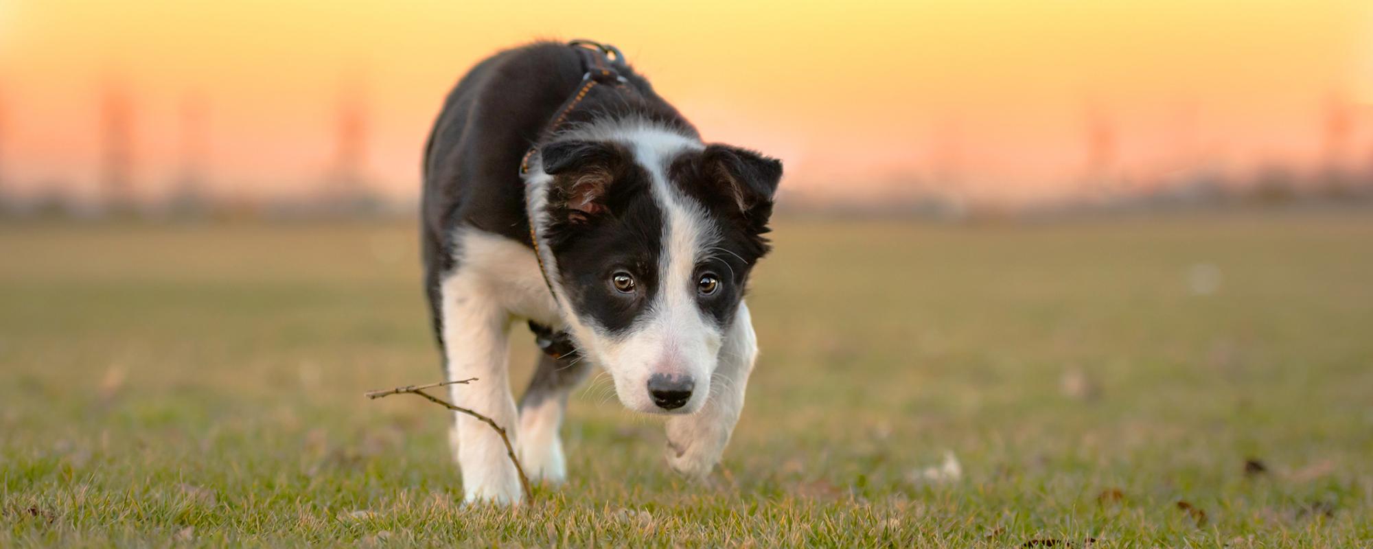 hund-beschwichtigt körperhaltung von hunden verstehen