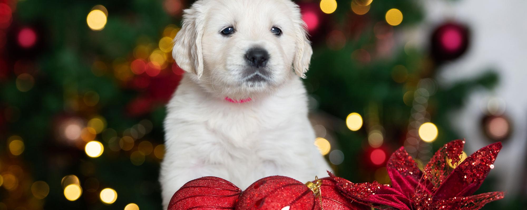 hund-weihnachten tiere sind keine geeigneten weihnachtsgeschenke