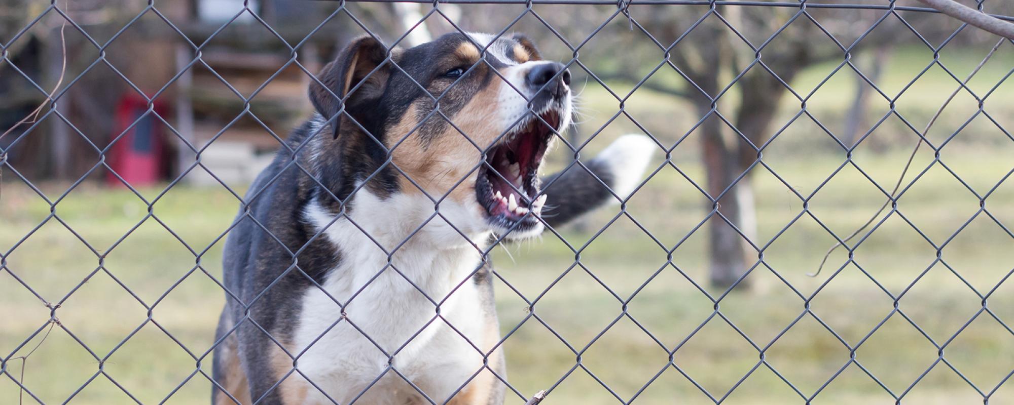 hund-am-zaun-bellt Bellender Hund