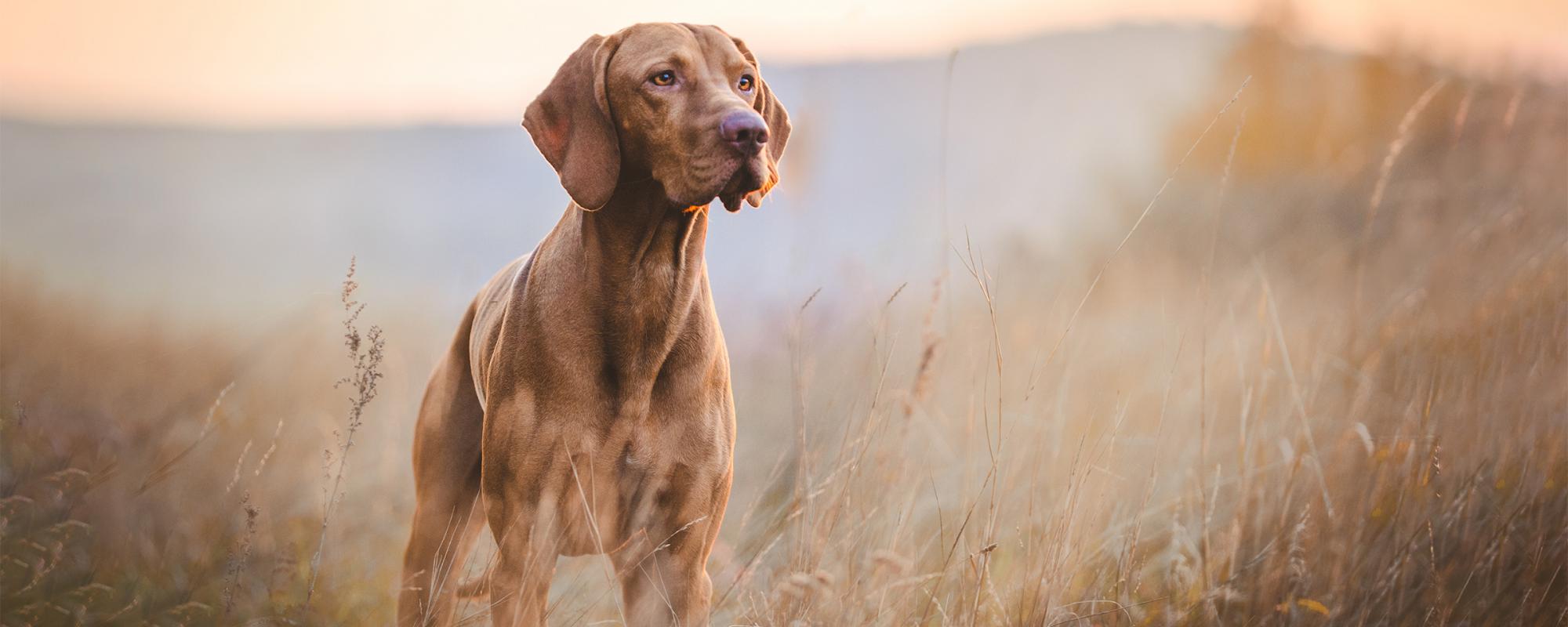 magyar_vizsla rasseportrait magya vizsla