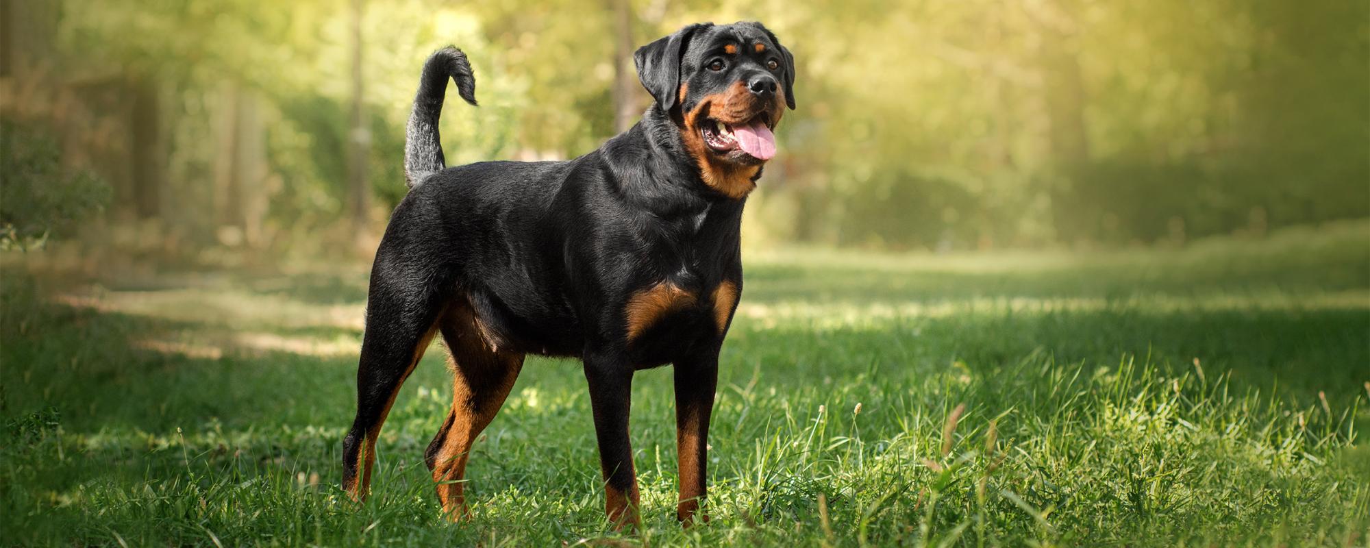 rottweiler Rottweiler Rasseportrait