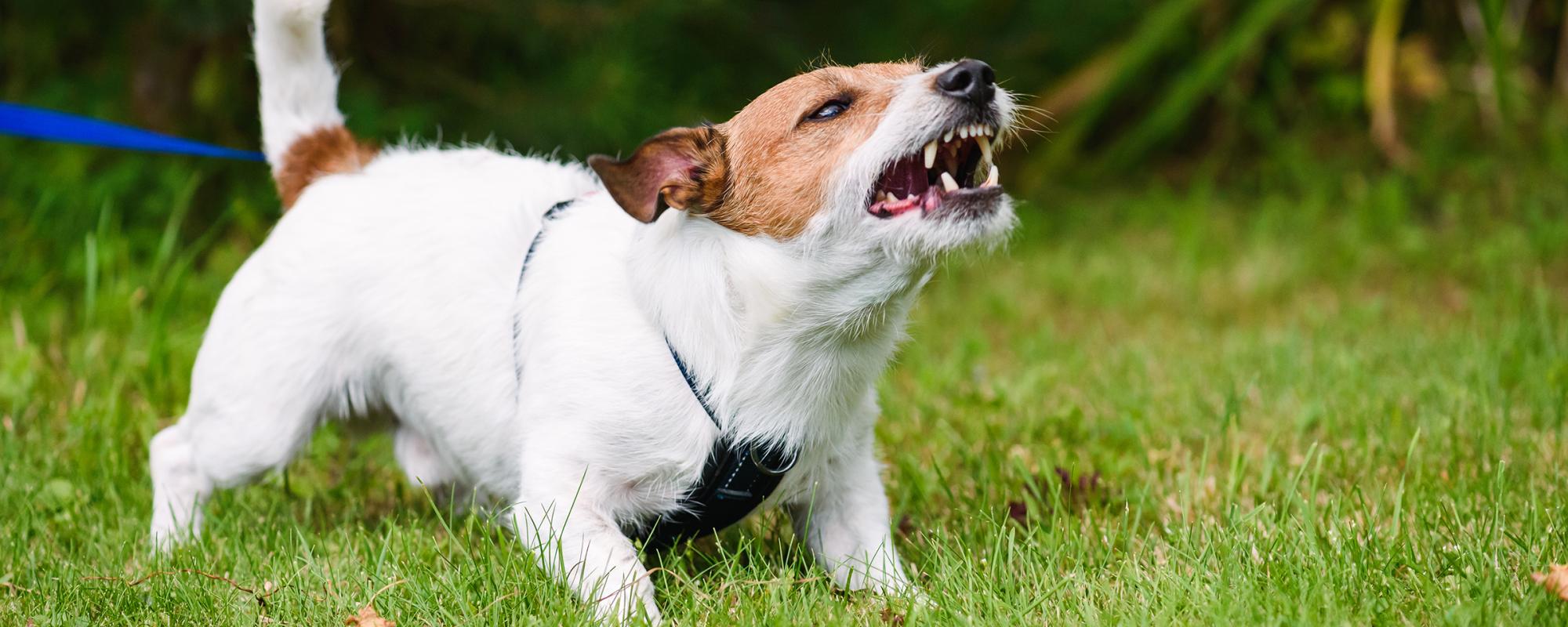 hund-aggressiv Schilddrüsenprobleme bei Hunden können zu Verhaltensstörungen führen