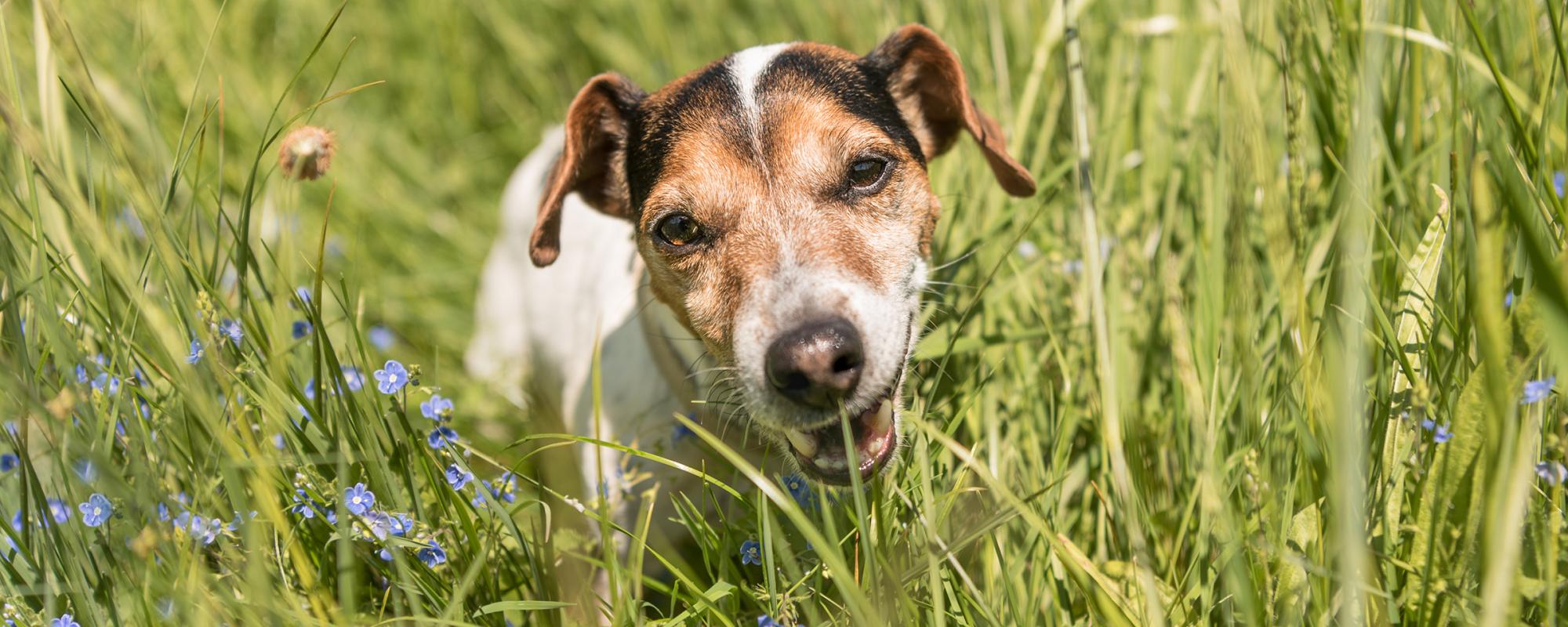 hund frisst gras und nimmt parasiten auf