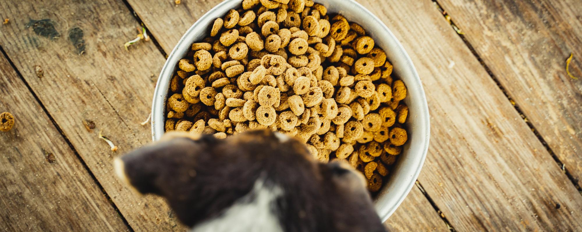 hund-fressnapf Futtermittelbedingte Unverträglichkeiten beim Hund erkennen und vermeiden