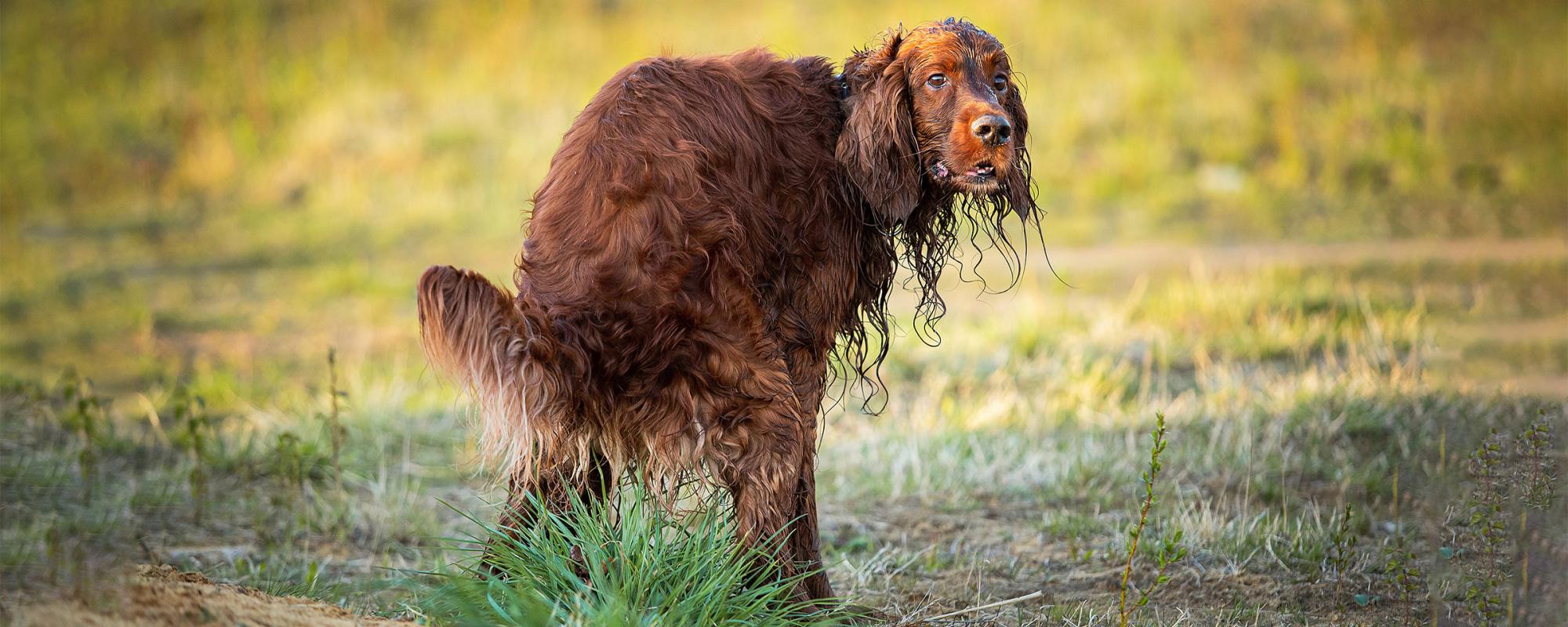 hund_geschaeft Prostataerkrankungen bei Hunden