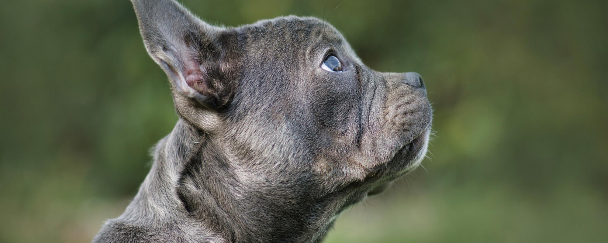 franz-bulldog französische bulldogge in trendfarbe blau silber