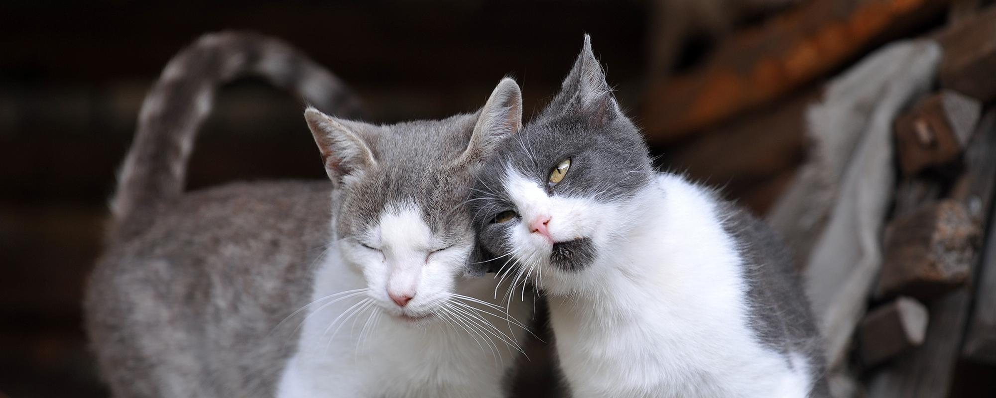 katzenpaar männchen oder weibchen, kater oder katze anschaffen?