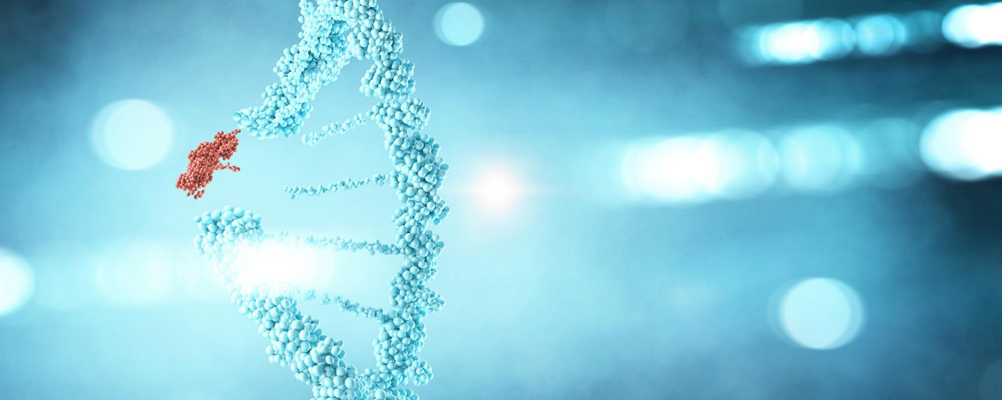 gendefekt defekte gene bei hund und katze kann zu nierenerkrankungen führen
