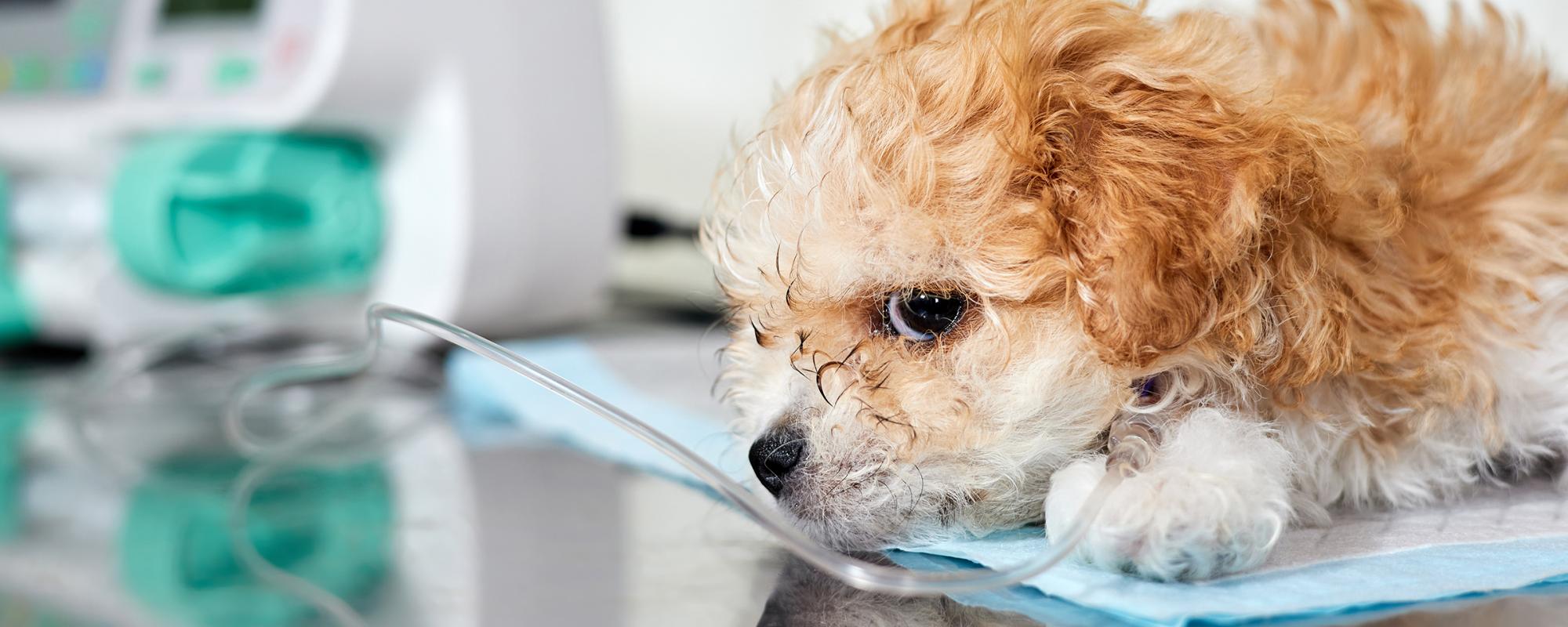 nierenversagen bei hund und katze - was kann man tun eine schnelle Diagnose bei Nierenversagen ist zentral