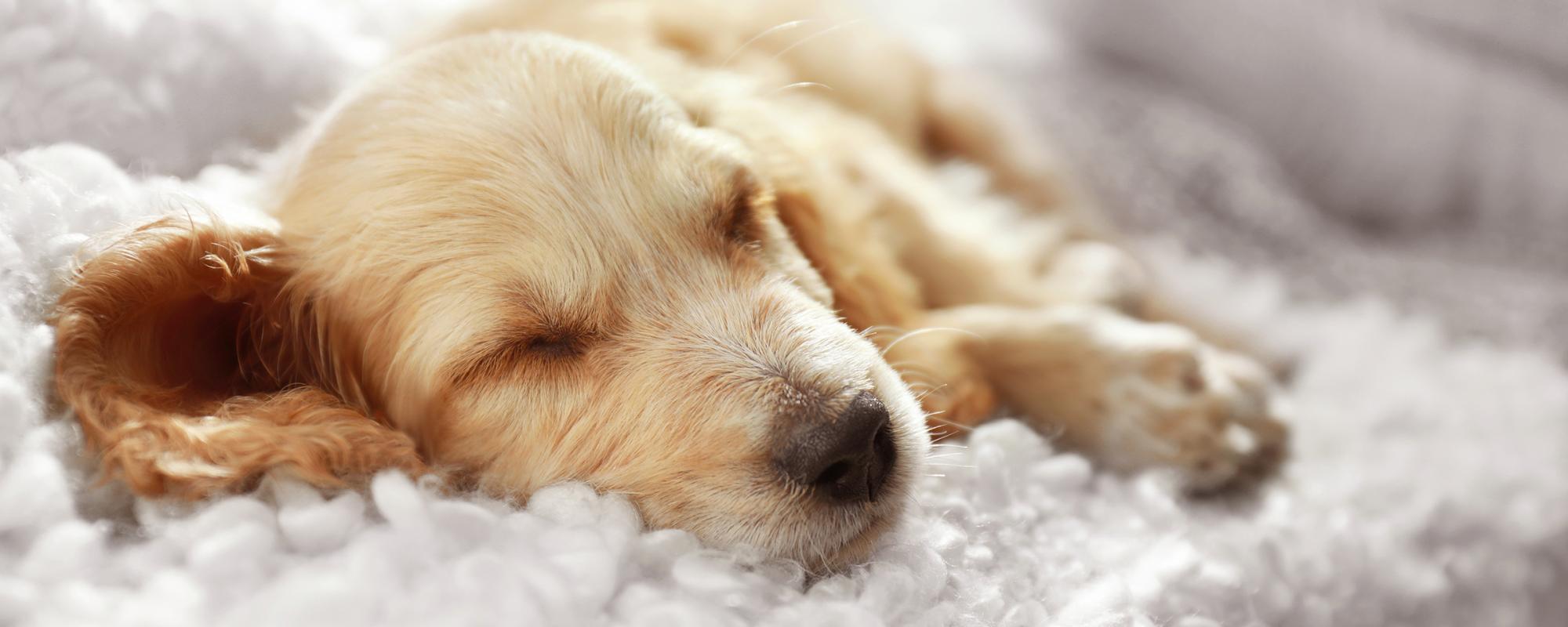 wachstumsphase-hund wachstumsstörungen bei hunden und katzen