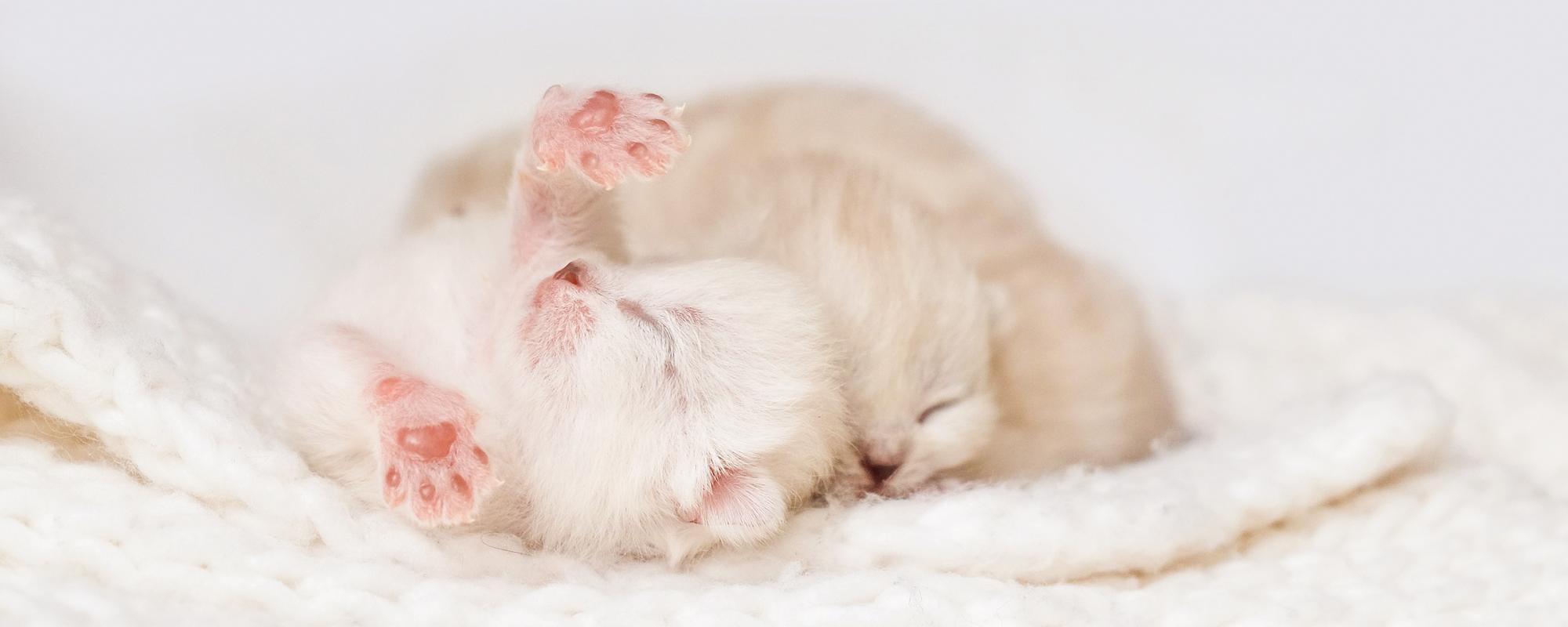 waisenkatze-aufzucht aufzucht von mutterlosen kätzchen