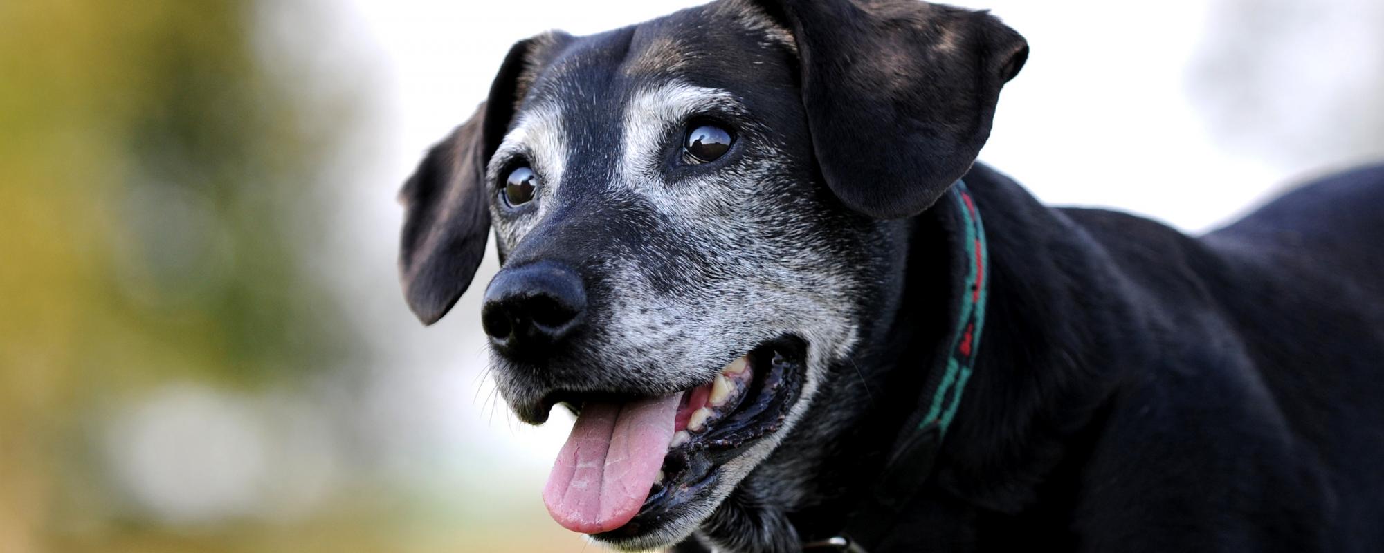 alter-hund lebenserwartung bei hunden
