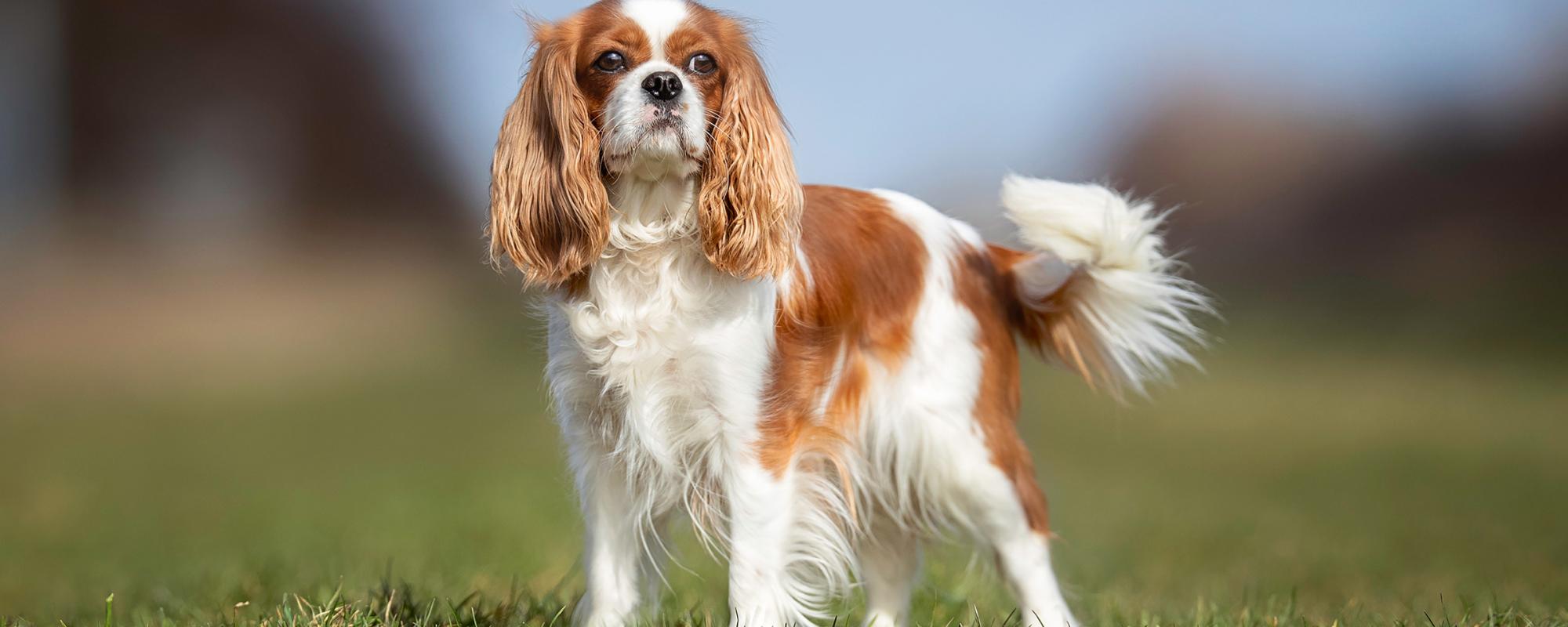cavalier_king_charles_spaniel rasseportrait cavalier_king_charles_spaniel