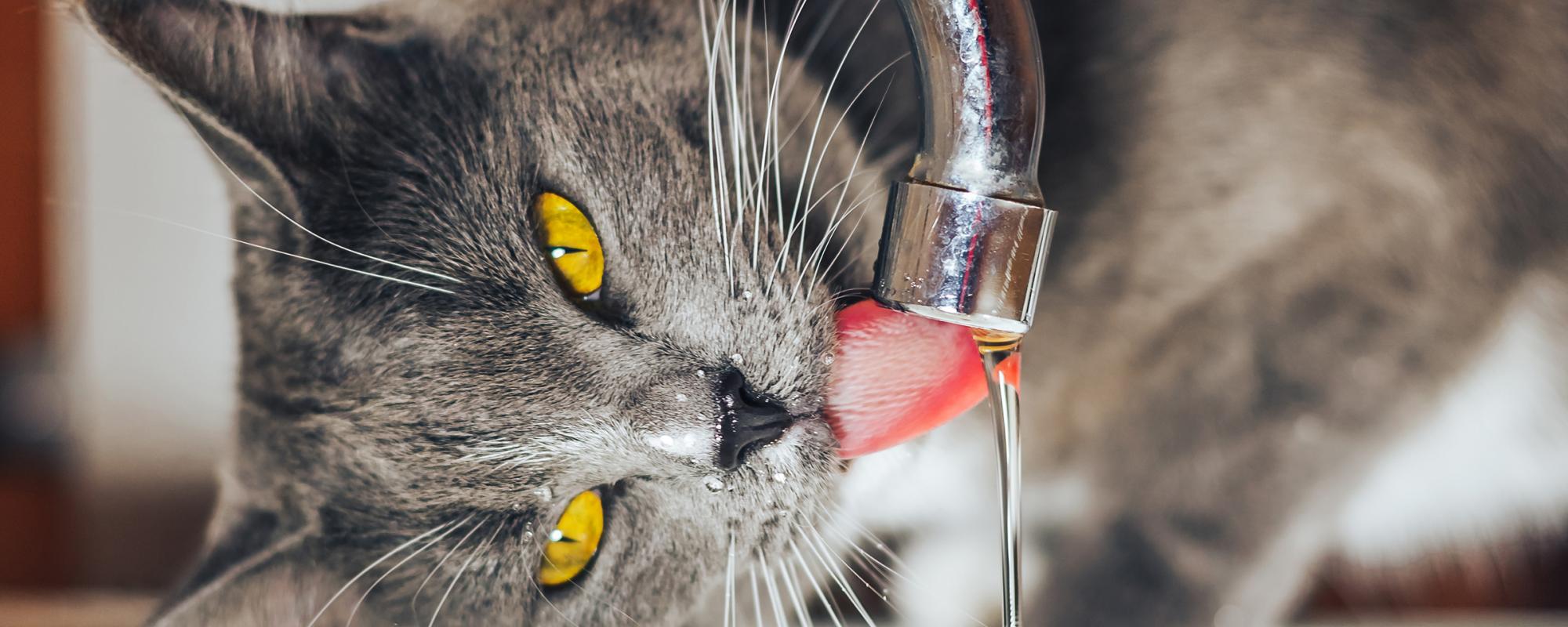 katze-trinkt wieviel muss meine katze trinken