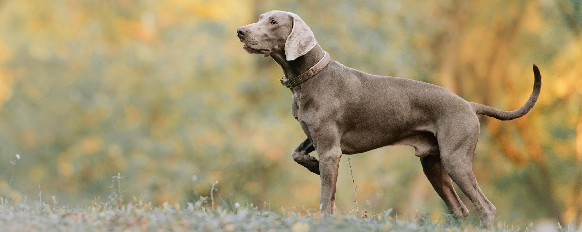 weimaraner wemaraner rasseportrait