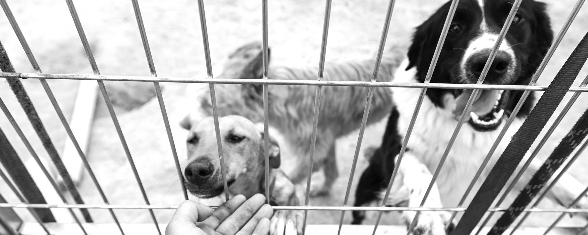 hunde in einem ausländischen Tierheim