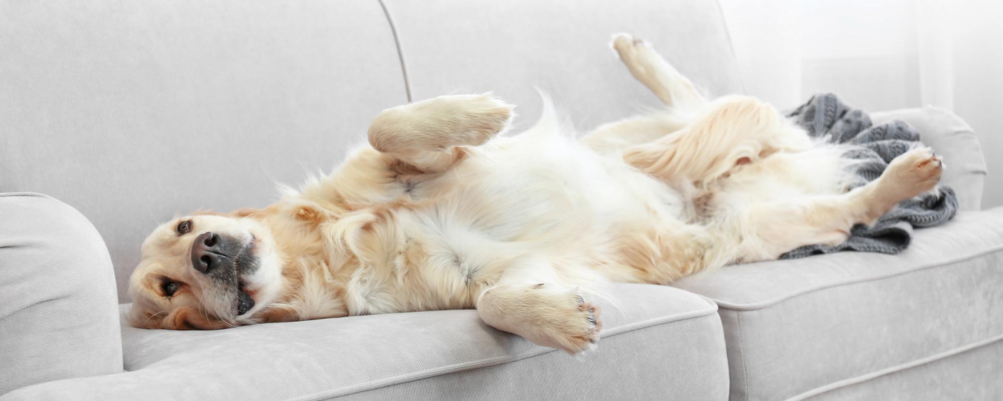 hund-auf-sofa platzbedarf von hunden