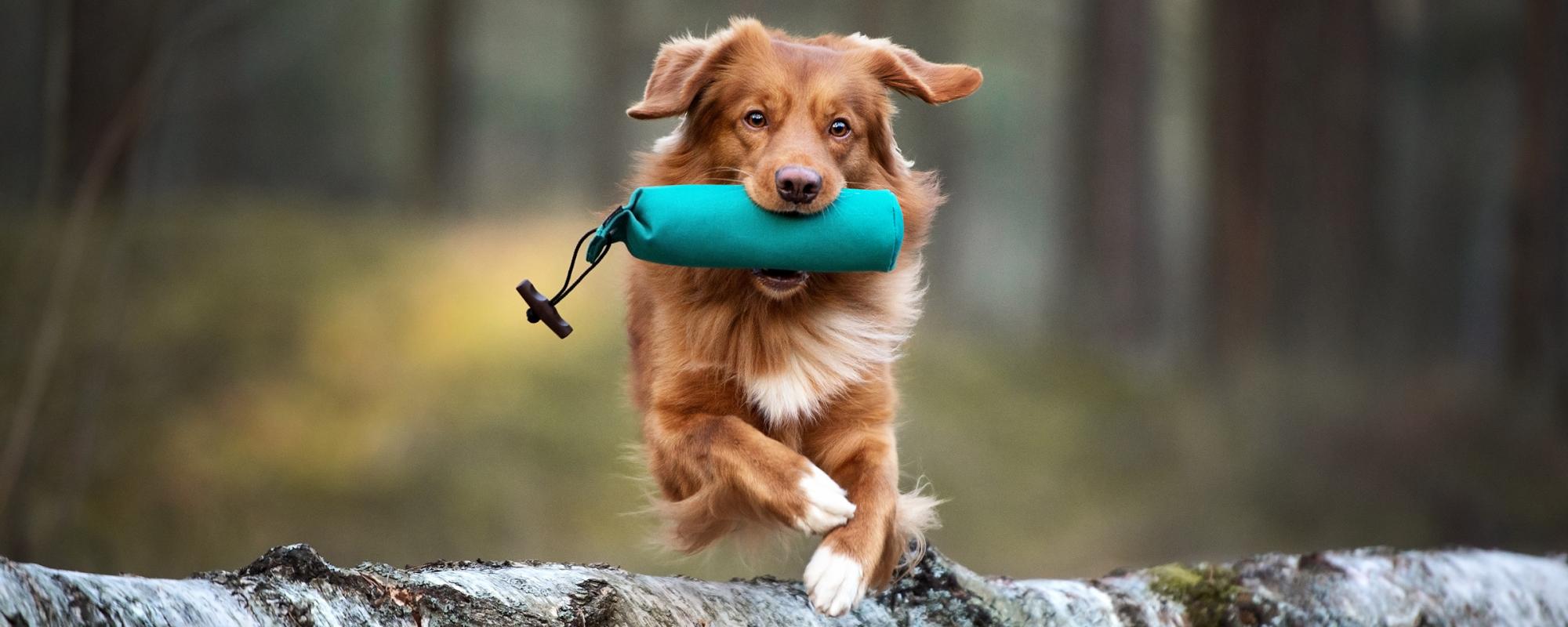 hund-mit-dummy hundetraining
