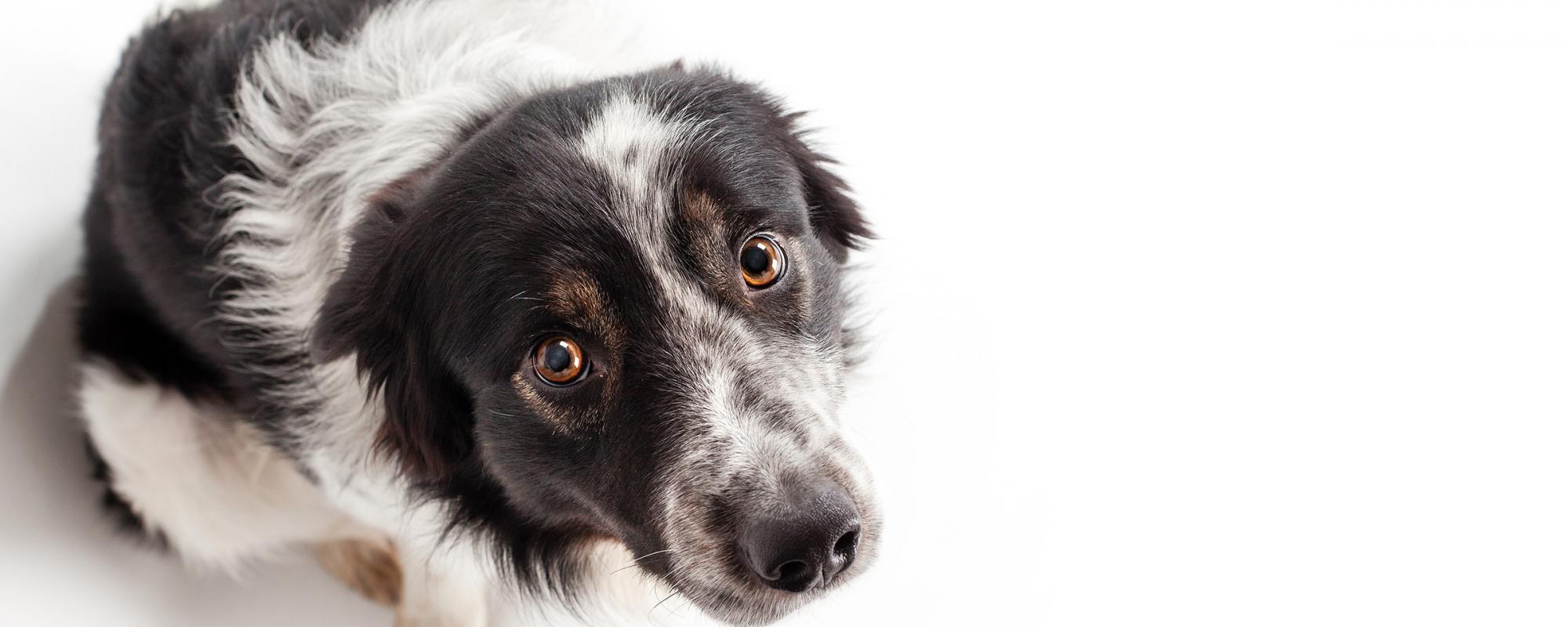 hund-angst angstverhalten bei hunden erkennen und mildern