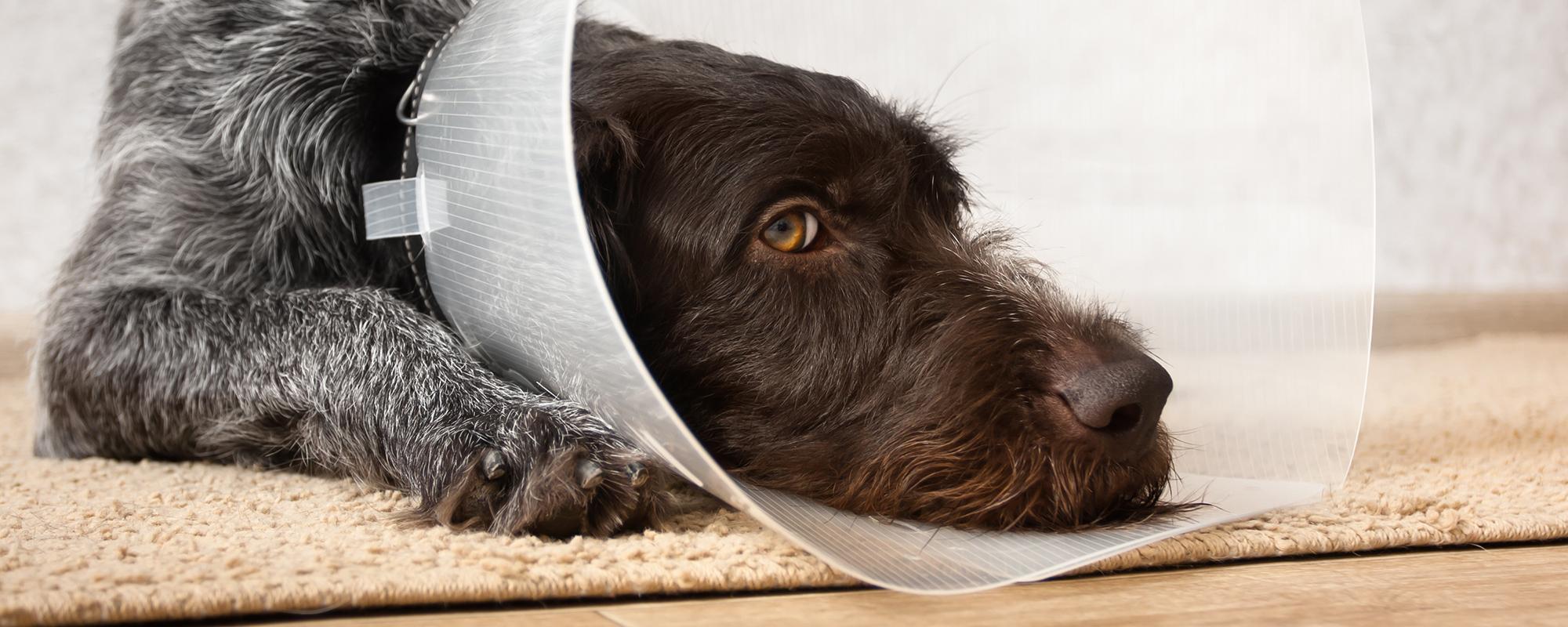 haustierversicherung für ihren hund