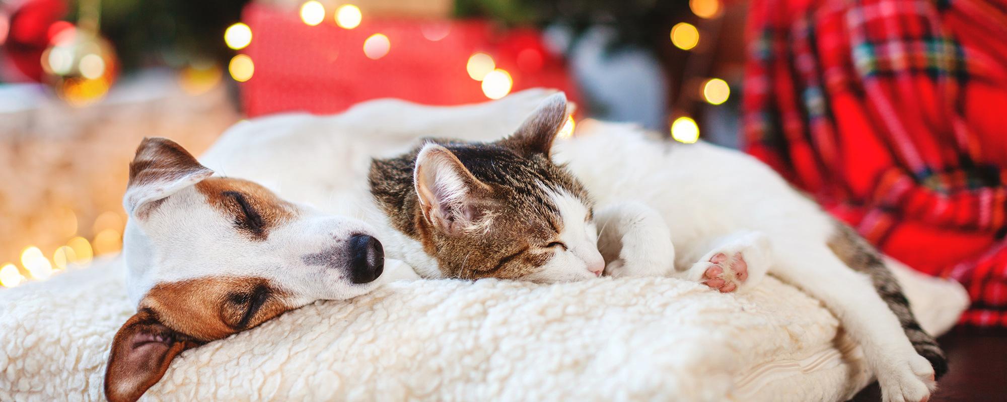 hund-katze-weihnachten haustiere eigenen sich nicht als weihnachtsgeschenk