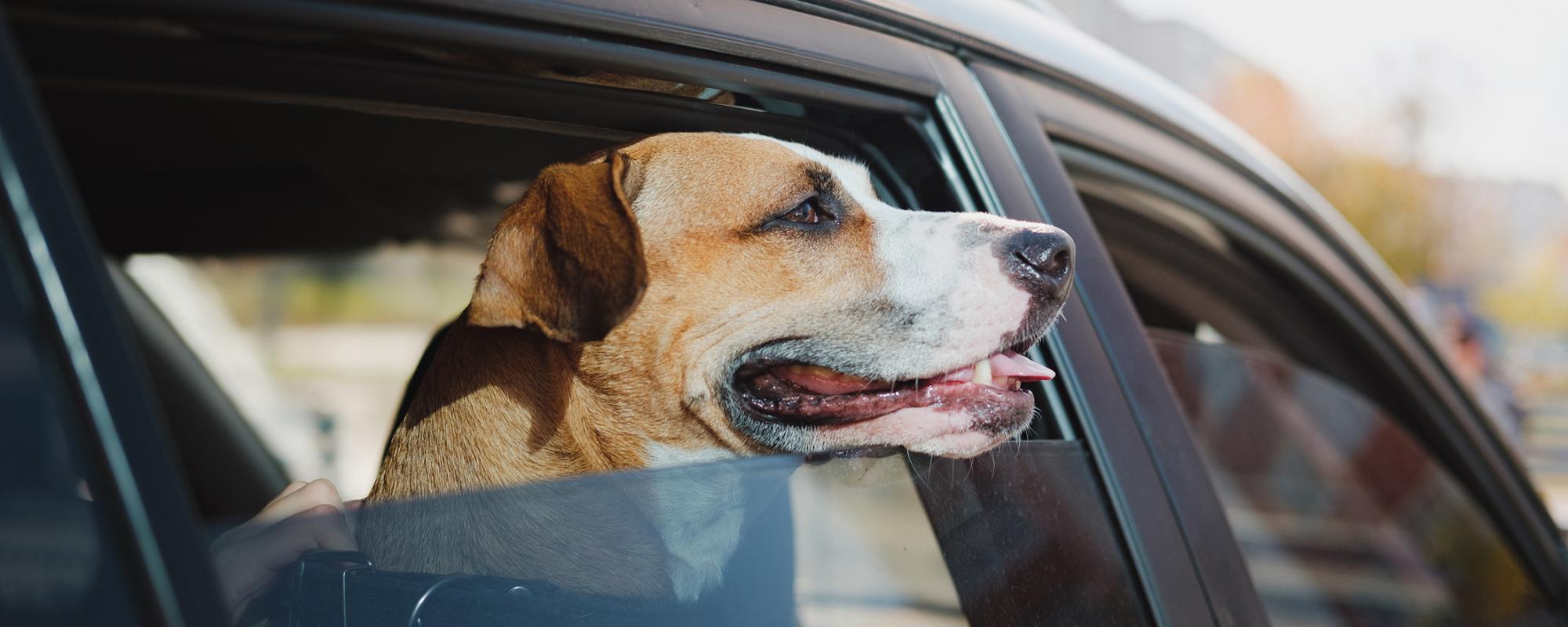 hitze-toetet Wenn der Parkplatz zur Todesfalle für den Hund wird