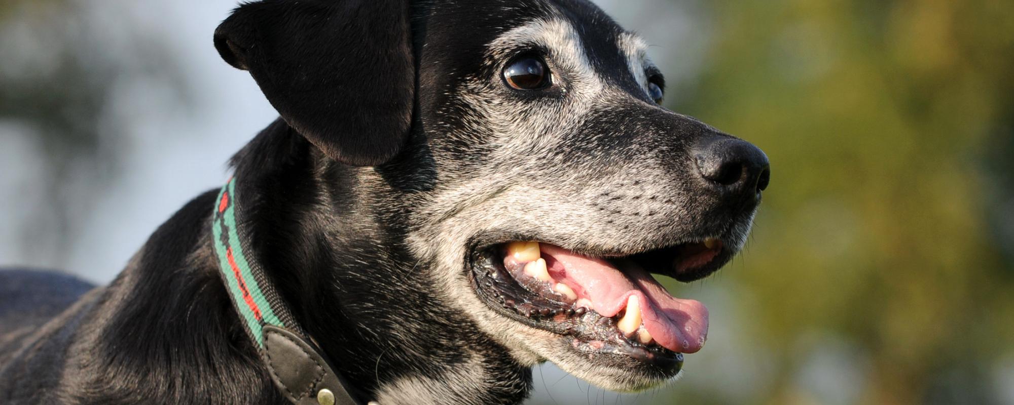 senior-hund
