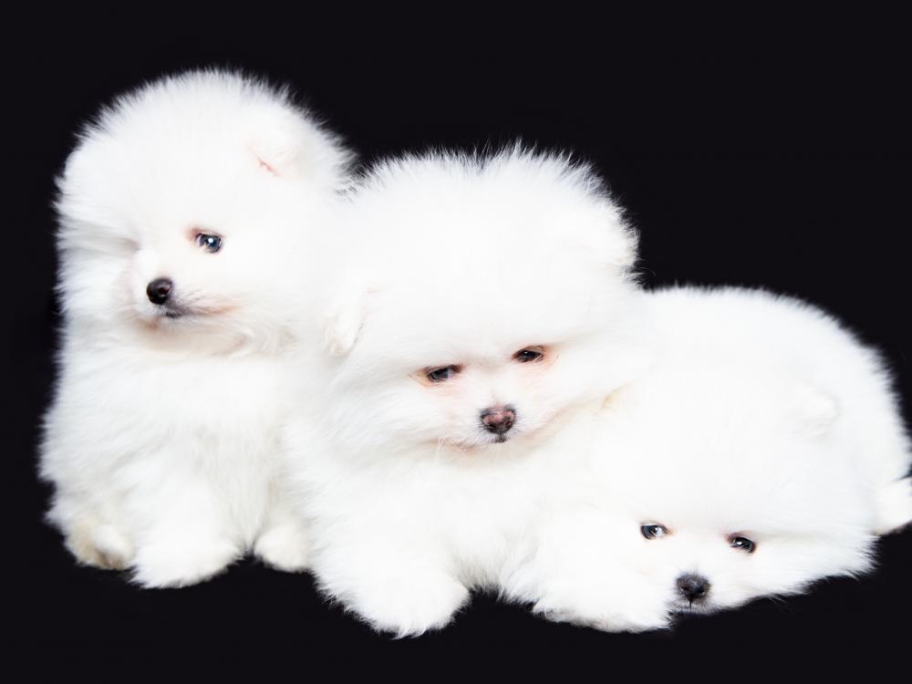 So erkenne ich unseriöse Hundehändler