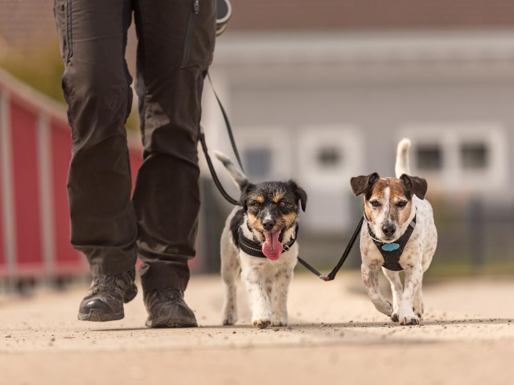 meerhundehaltung gassi gehen mit mehreren hunden
