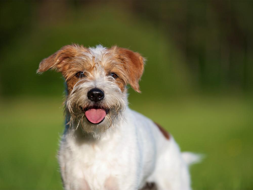 Kromfohrländer rauhaar mit Bart