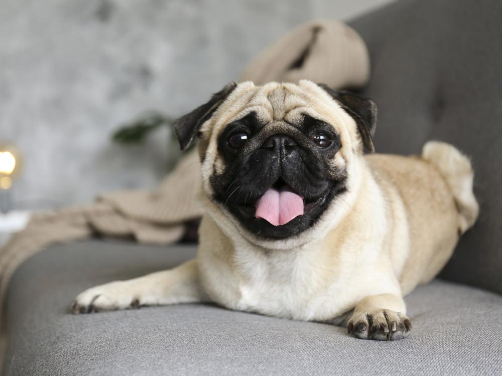 stellt sich nach dem kauf heraus dass der Hund krank ist, ist guter Rat gefragt