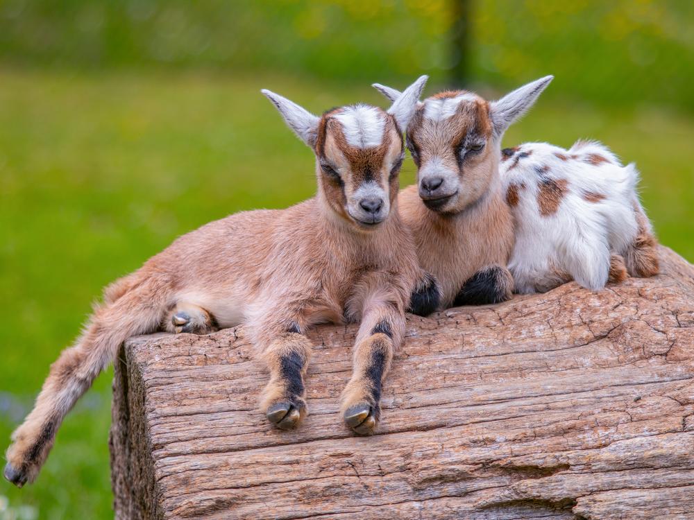 Haltung von Zwergziegen