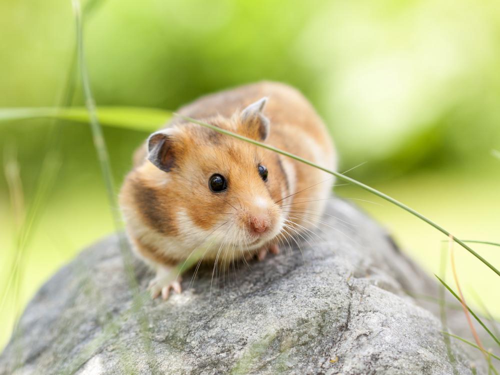 goldhamster