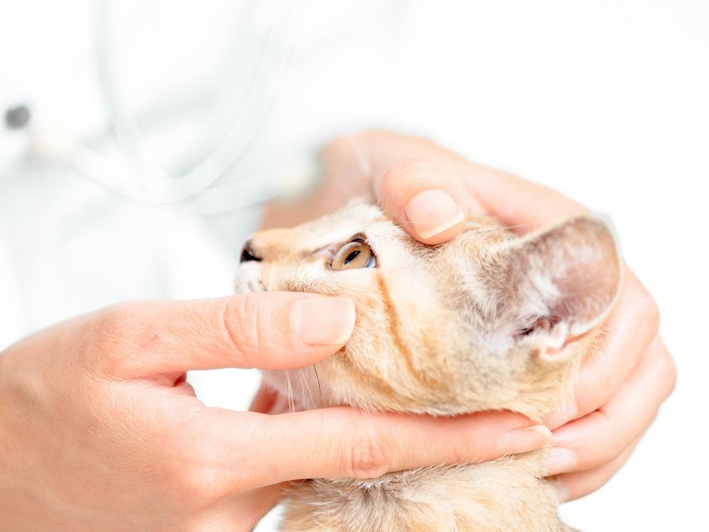 katze beim augenarzt Augenerkrankungen bei Hund und Katze