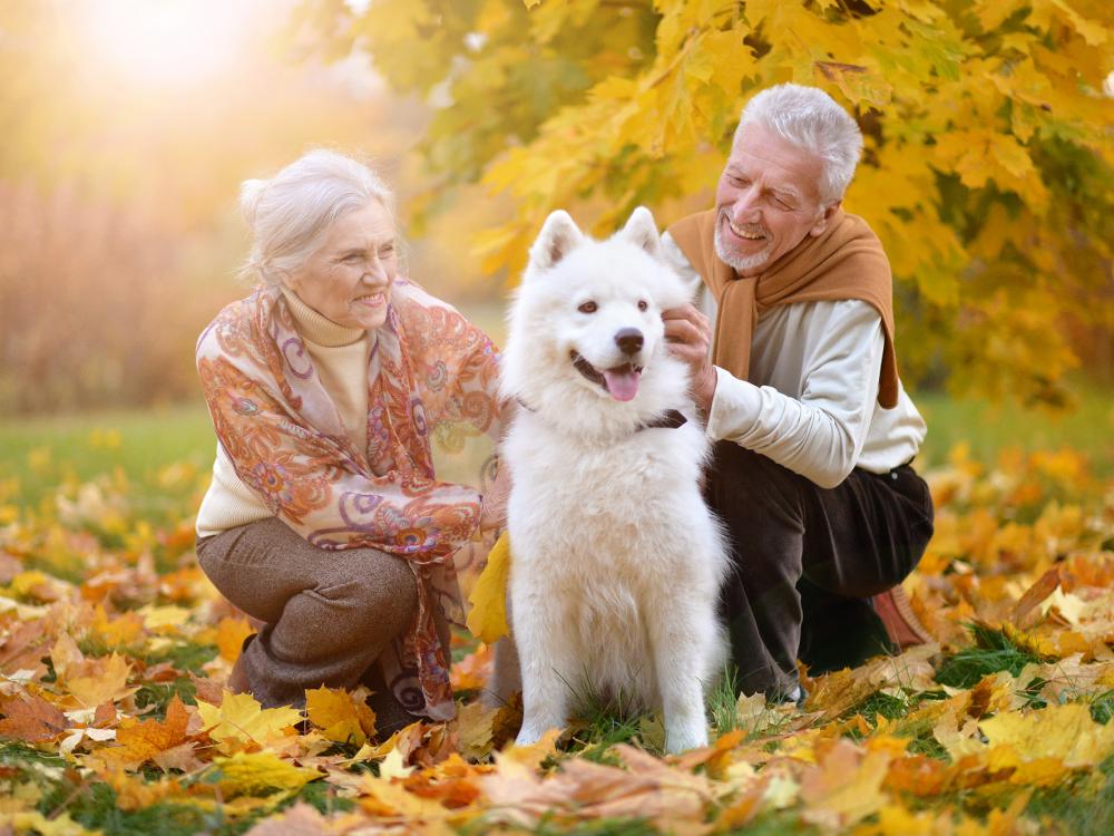 können Tiere erben oder vererbt werden?
