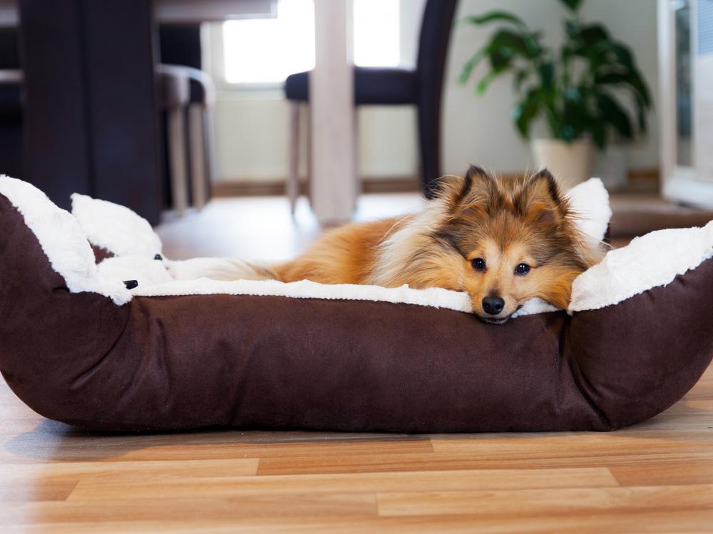 die ersten tage eines hundes im neuen zuhause