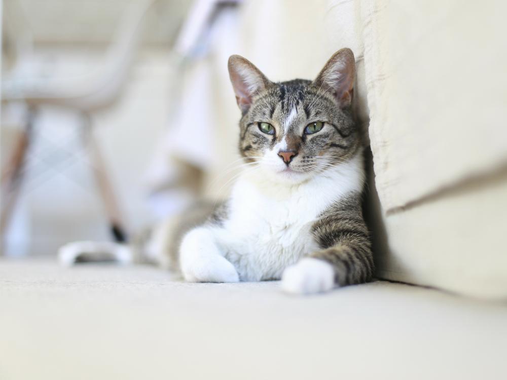 Katze Plustert Schwanz Auf
