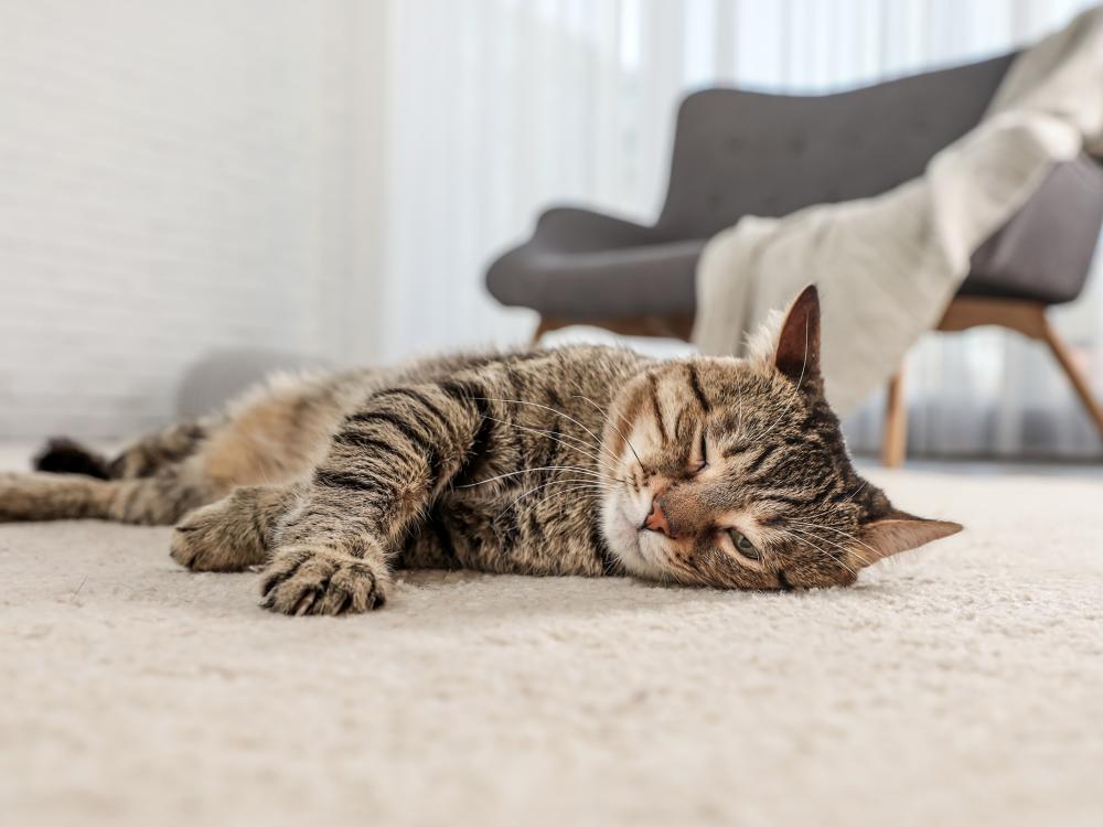 Ratgeber Alles über Katzen Petfinder