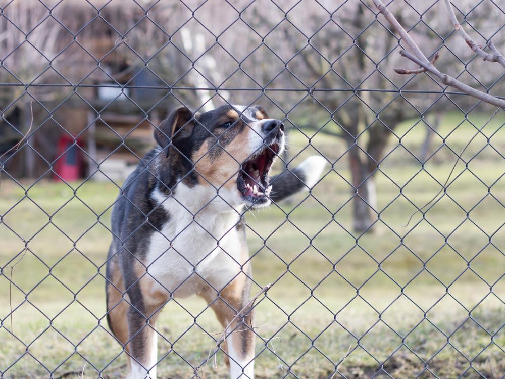 Hunde in der Mietwohnung halten Tipps für tierliebende Mieter