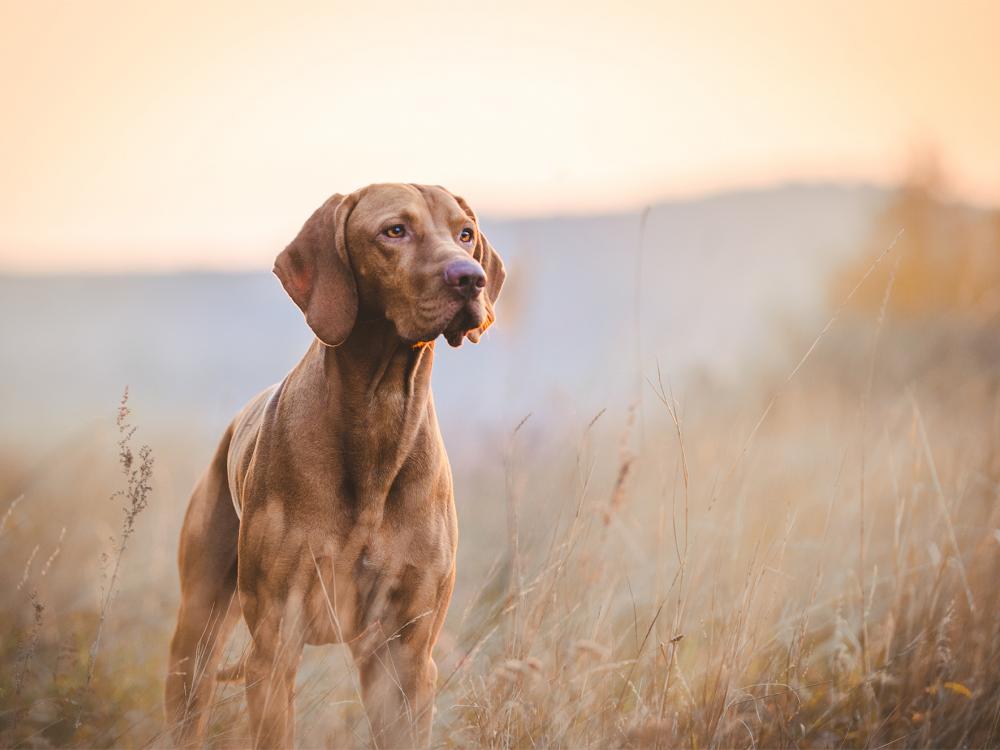 rasseportrait magya vizsla