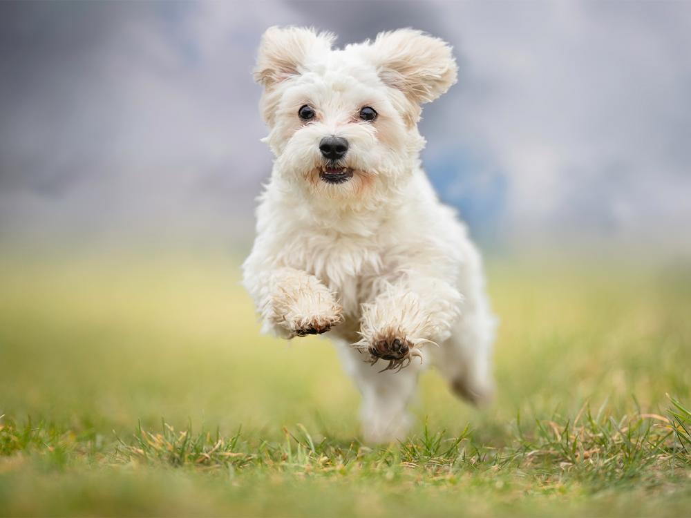 Malteser Hunderasse Portrait