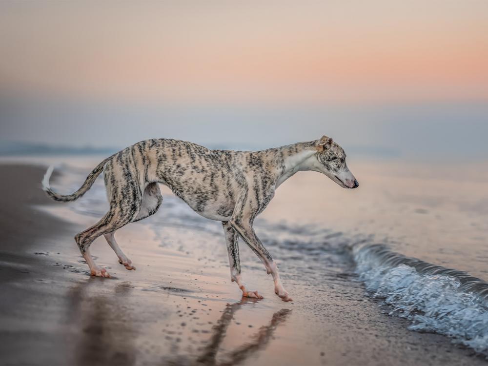 rasseportrait windhund whippet