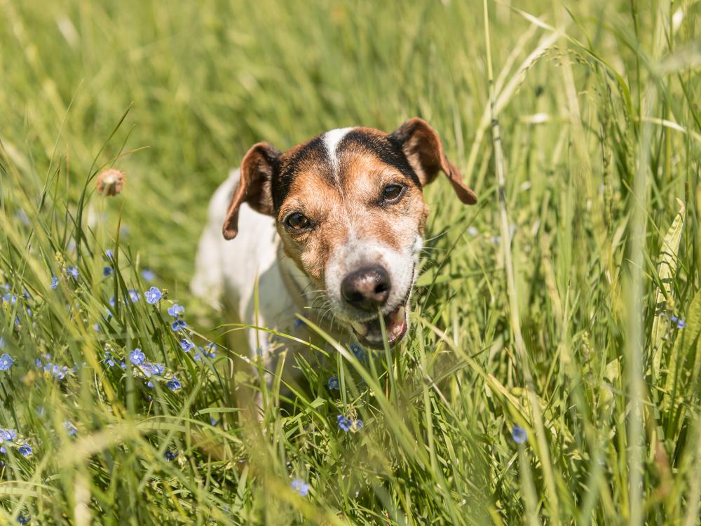 hund frisst gras und nimmt parasiten auf