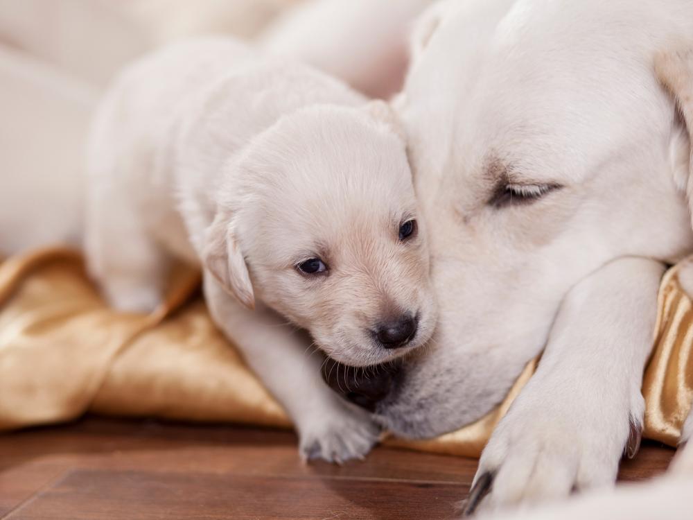 das sind die einzelnen entwicklungsphasen eines hunde